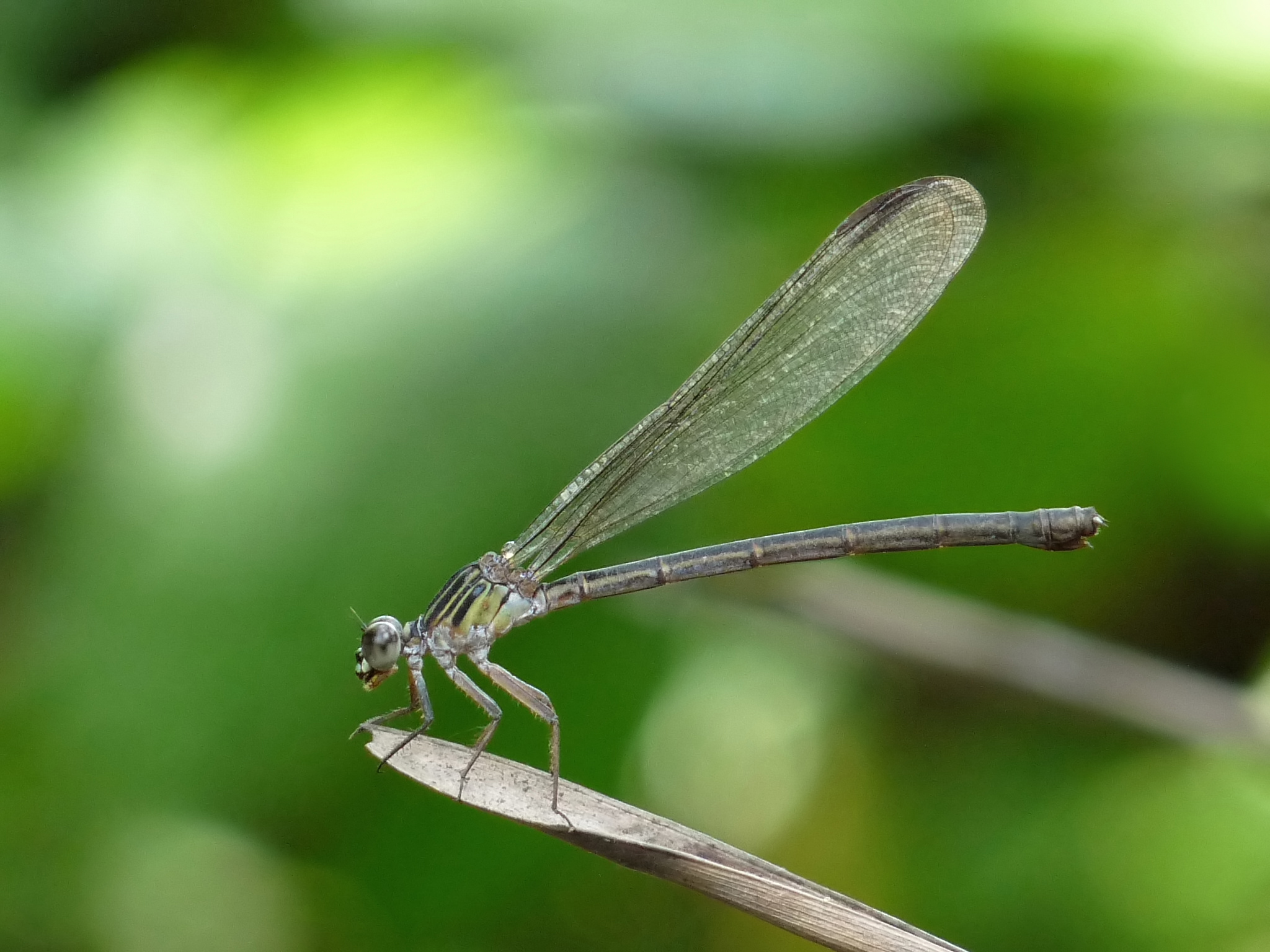 Coorg, Wayanad, Karnataka — Coorg & Wayanad — Karnataka / Kerala