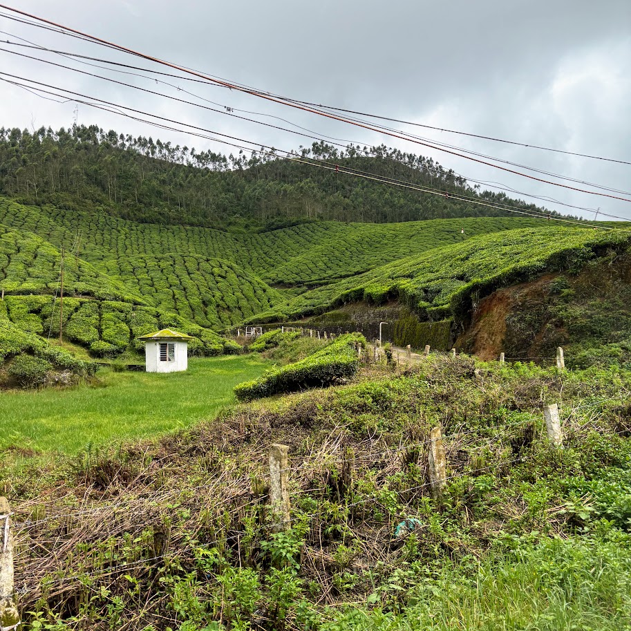 Munnar tea plantations in the Kerala hills